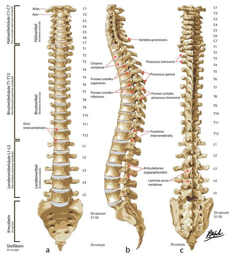 Skoliosis vertebra thorakalis Skoliosis adalah salah satu bentuk kelainan kurvatura tulang belakang dimana